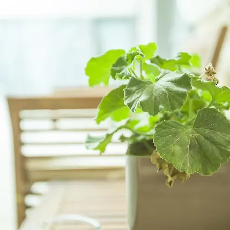 St. Lazaros Lárnaka