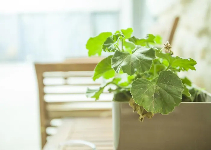 St. Lazaros Lárnaca